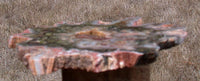 IMMACULATE African Rhexoxylon Petrified Wood Round - RARE FOSSIL Slab!