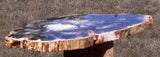 GLASSY & GORGEOUS 10&quot; Madagascar Petrified Wood Round - Classic Gem Wood!!