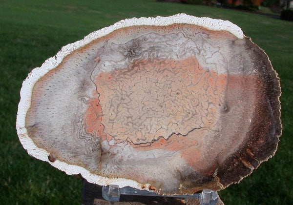 Orange, Black and White Petrified Tree Fern from Brazil - PORCELAIN POLISH!