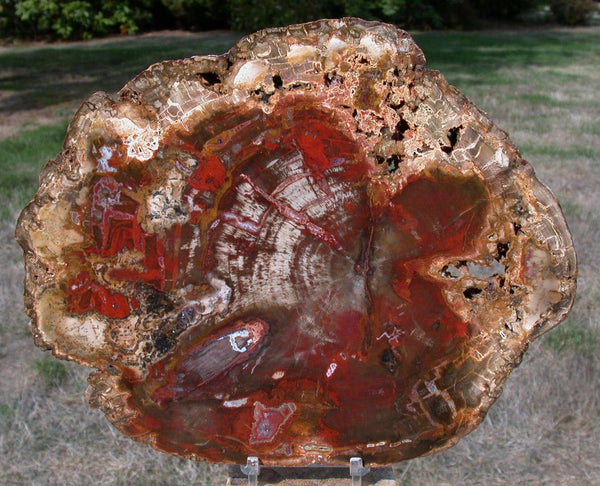 BRILLIANT DARK RED 9&quot; Madagascar Petrified Wood Round - My Latest Work!