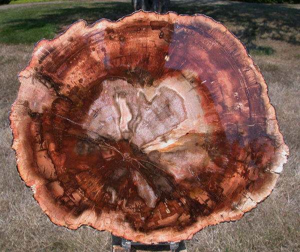 BURNING FIRE ORANGE 11&quot; Madagascar Petrified Wood Round - Incredible Slab!!