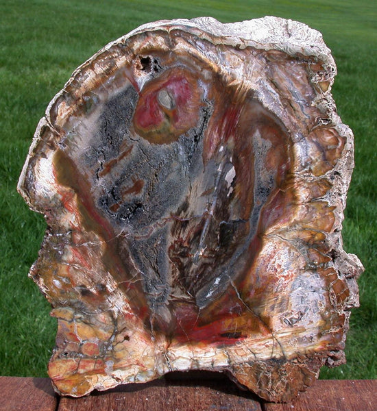 GLASSY & GORGEOUS 10&quot;+ Madagascar Petrified Wood Round - Classic Gem Wood!!
