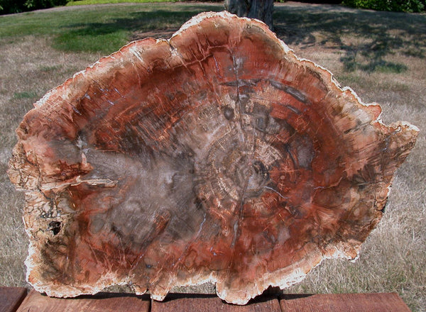 Huge 17&quot;+ BURNING FIRE ORANGE Madagascar Petrified Wood Round - Just Incredible!!