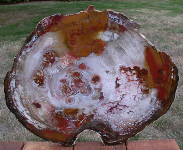 TRULY MAGNIFICENT Large 18&quot; Petrified Wood Round from CHINA!!