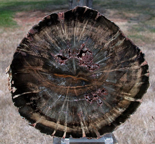 SiS: DRAMATIC PERFECTION African WOODWORTHIA Petrified Wood 6&quot; Round