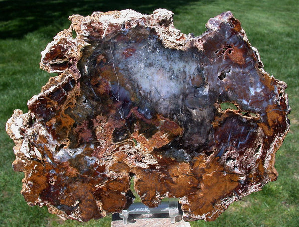DARK & COLORFUL 11&quot; Hubbard Basin Petrified Wood Round