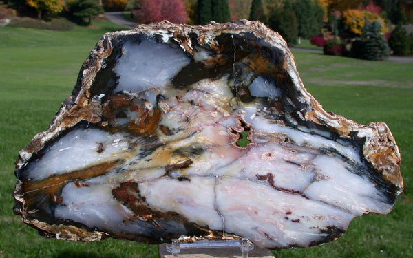 DRAMATIC 10&quot; Hubbard Basin Petrified Wood Round - Beautiful SKY BLUE Full Cross Section Slab!