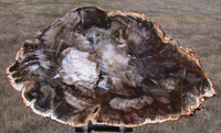 GLASSY & GORGEOUS 10&quot; Madagascar Petrified Wood Round - Classic Gem Wood!!