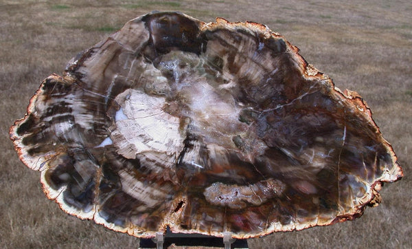 GLASSY & GORGEOUS 10&quot; Madagascar Petrified Wood Round - Classic Gem Wood!!