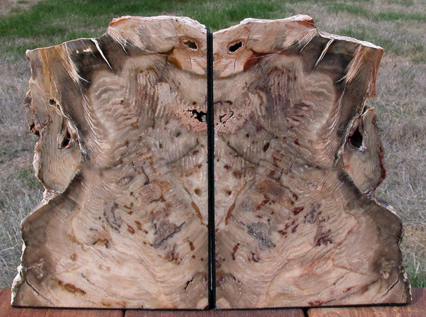 SQUIGGLY SEQUOIA Wood Grain 13+ lb. Petrified Wood Bookends - Saddle Mtn. WA