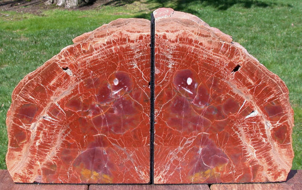 CLASSIC & COLORFUL 12+ lb. Arizona RAINBOW Petrified Wood Bookend Set!!