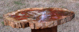 BRILLIANT DARK RED 9&quot; Madagascar Petrified Wood Round - My Latest Work!