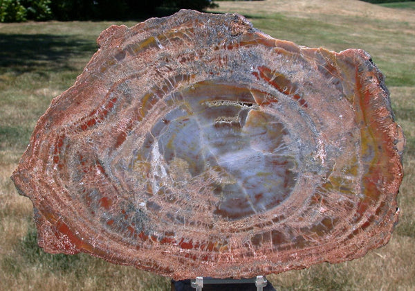 COLORFUL 11&quot;+ ARIZONA Petrified Wood Round - Desert SUNBURST!