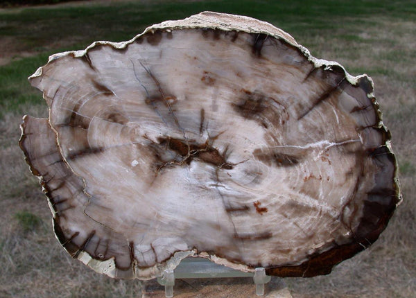 GORGEOUS & GLASSY 7&quot;+ Saddle Mtn., WA Petrified Wood Round!