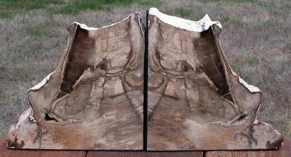 GLORIOUS NATURAL ART 8+ lb. Petrified Wood Bookends - Saddle Mtn. Wash.