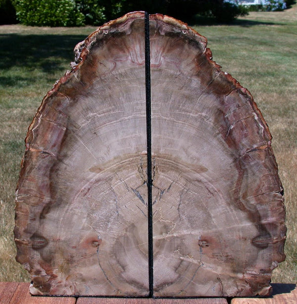 EXQUISITE QUALITY 11+ lb. Petrified Wood Bookend Set - Beautiful Fossil Log!!
