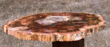 BURNING FIRE ORANGE 11&quot; Madagascar Petrified Wood Round - Incredible Slab!!