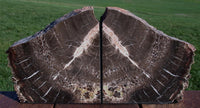 9 lb. Chinle CRYSTAL FOREST Petrified Wood Bookends - Arizona Fossil Gemstone!