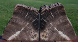 9 lb. Chinle CRYSTAL FOREST Petrified Wood Bookends - Arizona Fossil Gemstone!