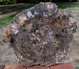 DARK & GLASSY 17"+ Arizona Petrified Wood Round - The Other Blue Forest!