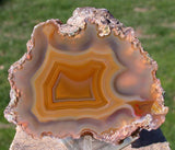 Premium Grade FALL COLOR Condor Agate - 1/3 lb. FLAWLESS Full Pattern Beauty!