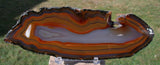 MUSEUM GRADE 7" PIRANHA Agate Specimen - Strikingly Colorful Crystal Pseudomorph Slab!