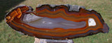 MUSEUM GRADE 7" PIRANHA Agate Specimen - Strikingly Colorful Crystal Pseudomorph Slab!