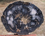 EXOTIC BLACK 15" Swartz Canyon Petrified Tanoak Round - Very RARE Oregon Fossil Wood!