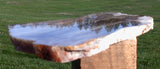 BEAUTIFUL 13&quot; Saddle Mountain Fossil Conifer Rip Cut Petrified Wood Slab!