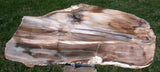 BEAUTIFUL 13&quot; Saddle Mountain Fossil Conifer Rip Cut Petrified Wood Slab!