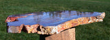GRAINY RED & BLUE 11&quot;+ Hubbard Basin Petrified Wood - Insanely Colorful Slab!