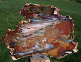 GRAINY RED & BLUE 11&quot;+ Hubbard Basin Petrified Wood - Insanely Colorful Slab!
