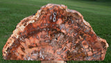 FLAMING ORANGE Madagascar Petrified Wood Sculpture: Colorful 10 lb. Mantel Piece
