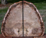 EXQUISITE QUALITY 12+ lb. Petrified Wood Bookend Set - Beautiful Fossil Log!!