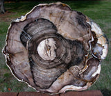 MUSEUM GRADE 13"+ Petrified Wood Round - GEMMY Fossil Walnut - Vantage, Washington!