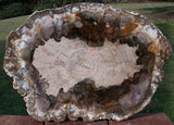 BEAUTIFUL Thick Cut Araucaria 14" Madagascar Petrified Wood Slab - TRULY INCREDIBLE