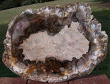 BEAUTIFUL Thick Cut Araucaria 14" Madagascar Petrified Wood Slab - TRULY INCREDIBLE