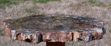 DARK & GLASSY 17"+ Arizona Petrified Wood Round - The Other Blue Forest!