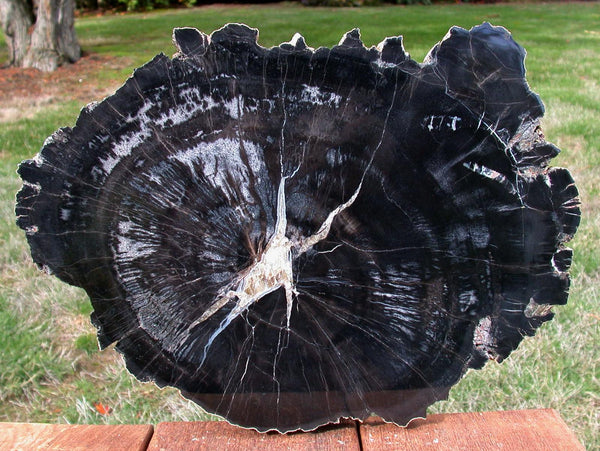 14&quot;+ Chinle BLACK FOREST Petrified Wood Round - Arizona Pullisilvaxylon!
