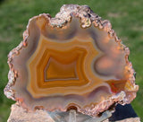 Premium Grade FALL COLOR Condor Agate - 1/3 lb. FLAWLESS Full Pattern Beauty!