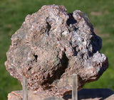 Premium Grade FALL COLOR Condor Agate - 1/3 lb. FLAWLESS Full Pattern Beauty!