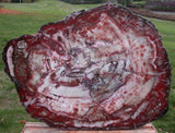 SiS: GIANT Petrified Wood Table Top - GORGEOUS 36&quot; Bold Striped RED Slab!