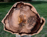 INCREDIBLE 7"+ Petrified CHERRY Wood Round - McDermitt Oregon, Polished Slab
