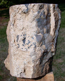 PERFECT 4 3/4 lb. Blue Forest Petrified Wood Log - Gorgeous Blue Agate in Fossil Wood!