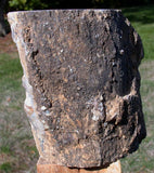 PERFECT 4 3/4 lb. Blue Forest Petrified Wood Log - Gorgeous Blue Agate in Fossil Wood!