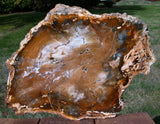 GOLD BLUE & KNOTTY 15&quot;+ Hubbard Basin Petrified Wood Round - Uncommonly Perfect Slab!