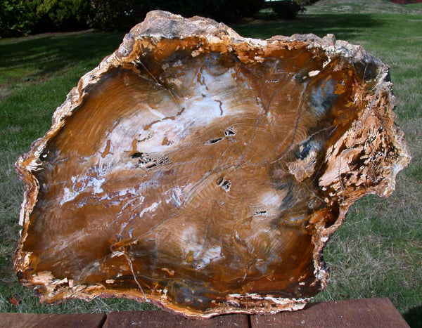 GOLD BLUE & KNOTTY 15&quot;+ Hubbard Basin Petrified Wood Round - Uncommonly Perfect Slab!