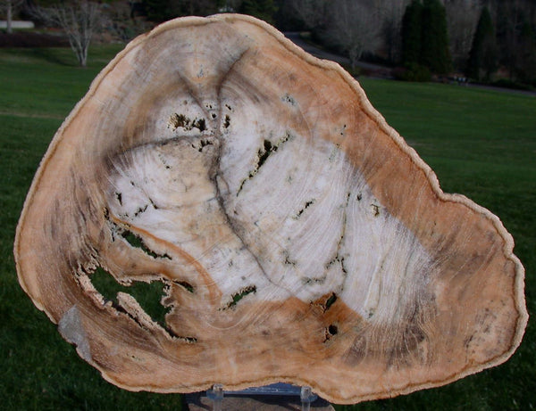 GORGEOUS TOASTY & CREAMY Tropical 10&quot; Petrified Wood Specimen - Beck Collection!