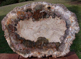 BEAUTIFUL Thick Cut Araucaria 14" Madagascar Petrified Wood Slab - TRULY INCREDIBLE