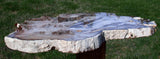 BREATHTAKING 18&quot;+ Saddle Mountain Kinky Fossil Conifer Petrified Wood Slab